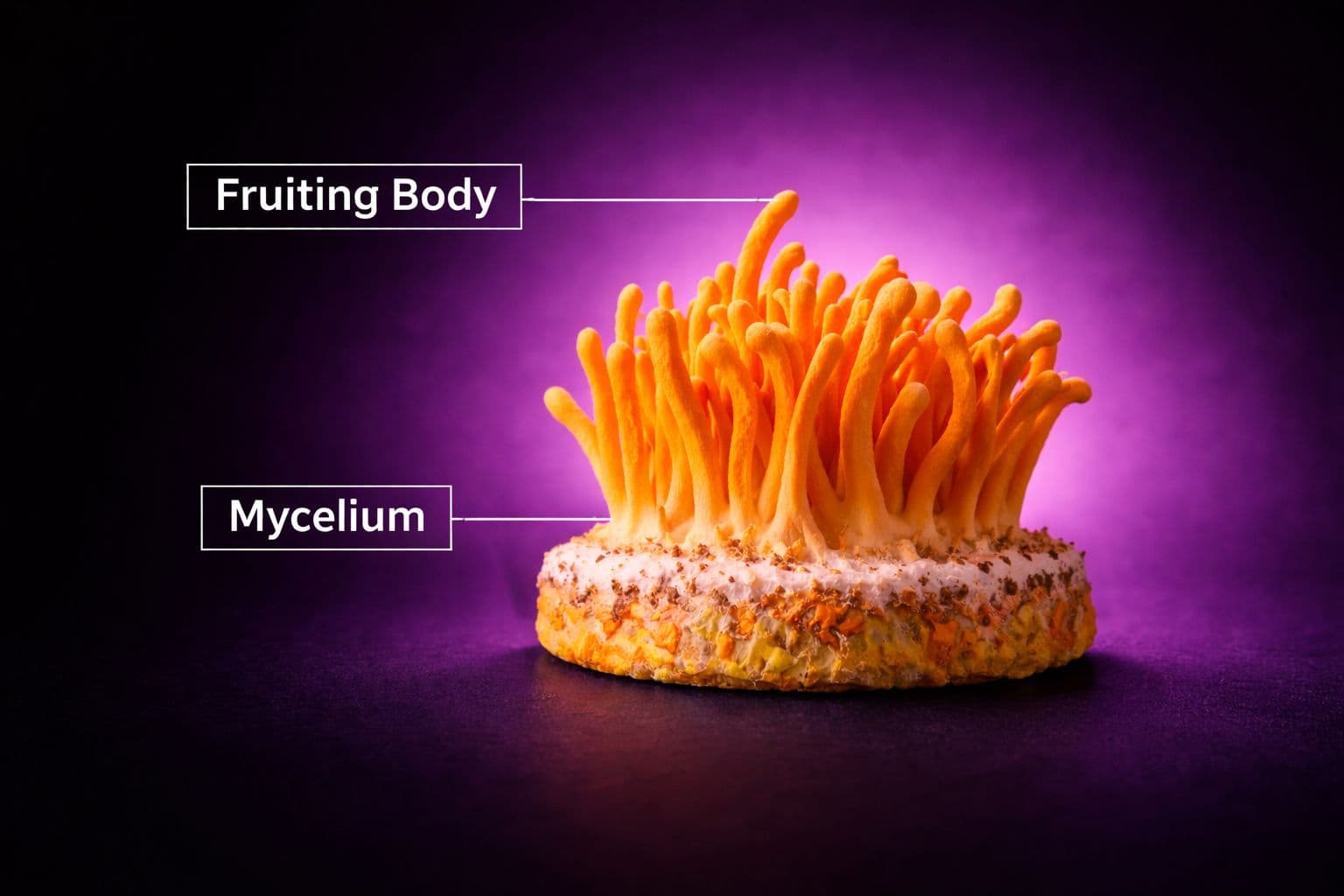 Fruiting Body vs. Mycelium: Why Extraction Method Defines Potency